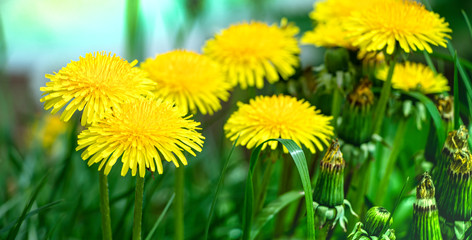 Yellow flowering dandelion. Blurred background. Wine Dandelions. Concept for design. Close-up.