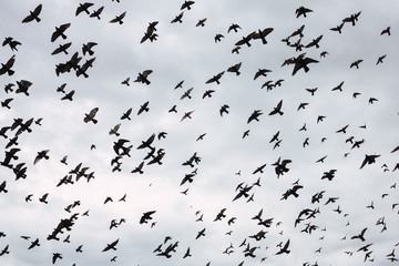 Large group of pigeons flying through the air