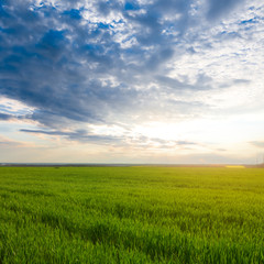 Obraz premium green fresh wheat rural field landscape, countryside agricultural scene