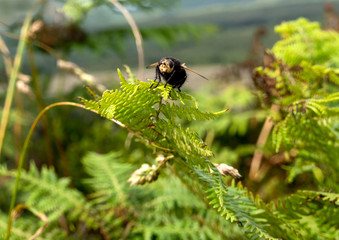 Tachina Grossa Largest fly