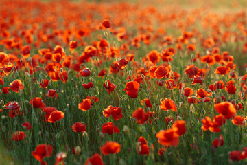 Poppies on green field on warm summer sunset