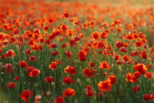 Poppies on green field on warm summer sunset © onphotoua
