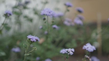 Ageratum flower in a smoky atmosphere in a bloomed garden outdoors.