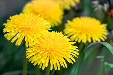 Yellow flowering dandelion. Blurred background. Wine Dandelions. Concept for design. Close-up.
