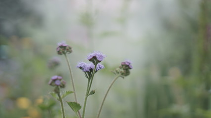 Ageratum flower in a smoky atmosphere in a bloomed garden outdoors.