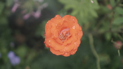 A branch of a rose in an image with raindrops. Rainy cloudy atmosphere.