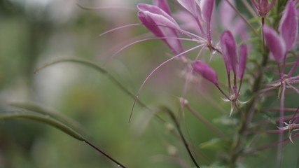 Beautiful Cleome spinosa or Spider flower in the garden close up.