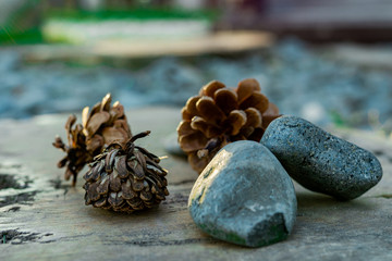 pine cone and stone close-up  photo