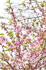 branches with pink sakura flowers closeup
