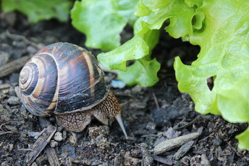 ESCARGOT TURC - HELIX LUCORUM