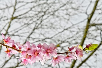 branches with pink sakura flowers closeup