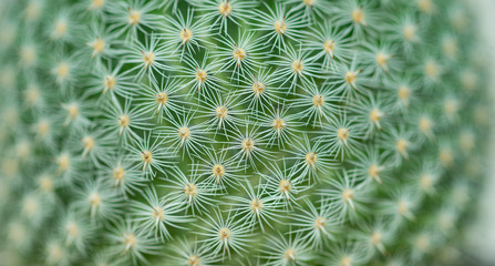 Closed up Mammilaria perbella cactus with white thorn texture background. Small beautiful and drought resistant, succulent plant