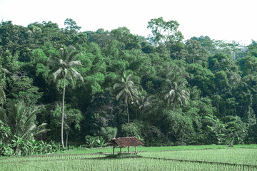 nature landscape at west java indonesia with ricefield, hut and forest