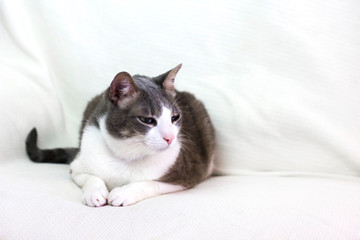 Cute adorable lazy white gray cat on a white couch. Domestic cat lies on the white sofa. Cat face close up. The quarantined cat. Home pets care friendship concept. Space for text.