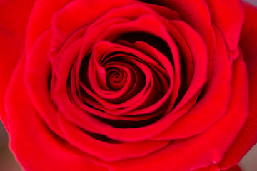 Close-up of a red rose bud on a blurred dark background. Rose bud. red rose.