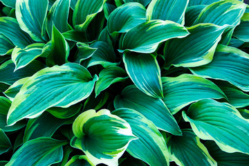 Green and yellow hosta grows on the lawn in the garden close-up. View from above.