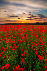 Poppies on green field on warm summer sunset