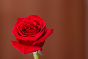 Close-up of a red rose bud on a blurred dark background. Rose bud. red rose.