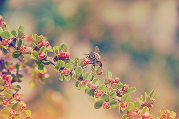 Ape durante l'impollinazione