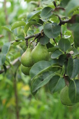 pear on tree