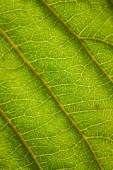 Macro view of a green walnut leaf in autumn light