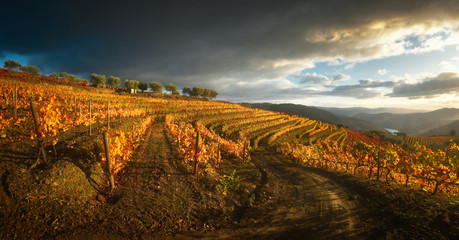 Colorful terraces and lines vineyard in Douro Valley with dramatic sky autumn morning. Picturesque autumn landscape with vineyards and a house on the hills of the Douro River Valley. Portugal - obrazy, fototapety, plakaty