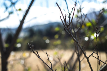 Close-up on a tree branch, in natural landscape