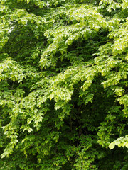 Carpinus betulus ou le charme commun appelé aussi charmille ou faux bouleau