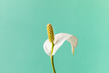 Naklejka premium Spathiphyllum home plant.Close-up petal of white flower .Concept of home gardening.