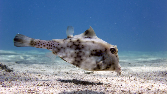 Humpback Turretfish (Tetrosomus gibbosus), Thornback Boxfish in Red Sea, Eilat, Israel