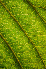 Macro view of a green walnut leaf in autumn light