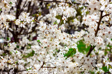 Fresh bright white flowers of blossoming asian cherry in the garden in spring close up.