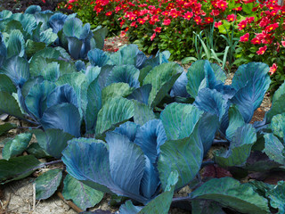 Close up of cabbages in a vegetable and flower garden