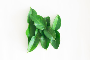 Fresh Green Kaffir Lime Leaves isolated on White Background, ingradient for Asia's food