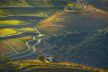 Colorful terraces and lines vineyards in Douro River Valley autumn morning. Picturesque autumn...