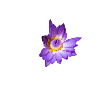 Purple lotus or water lily isolated on black background