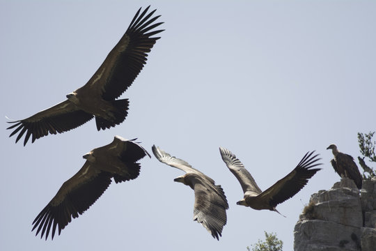 buitre levantando el vuelo