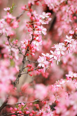 pink cherry blossoms