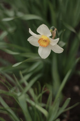 yellow flower in the garden