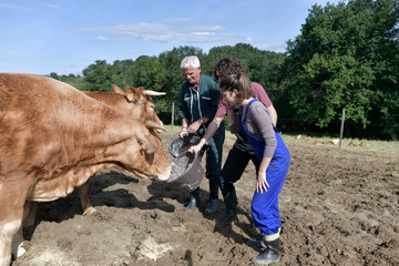 Farmer with young apprentice feeding cows