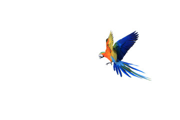 One macaw parrot isolated on a white background