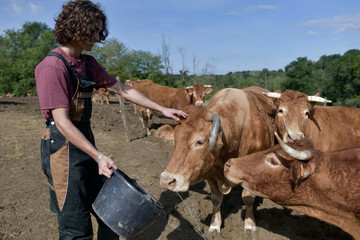 Farmer apprentice feeding cattle in barnyard