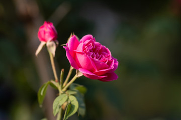 Close up image of pink roses