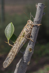 Langosta o Saltamontes comiendo hojas de árbol