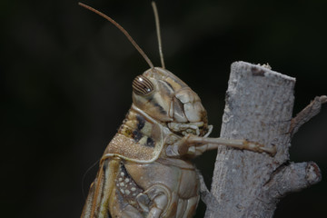 Langosta o Saltamontes comiendo hojas de árbol