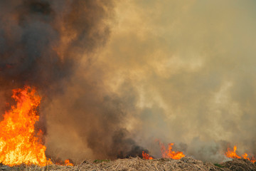 Naklejka premium Raging flame of fire burn in grass fields pollution in air from wildfire concept.