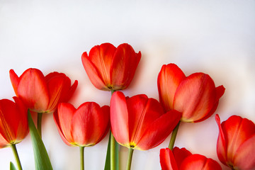 Beautiful red tulips on white background.