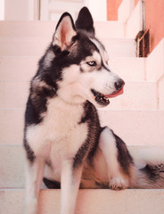 siberian husky dog