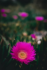 Un fiore bellissimo