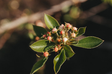 spring blooming buds on a branch Apple tree